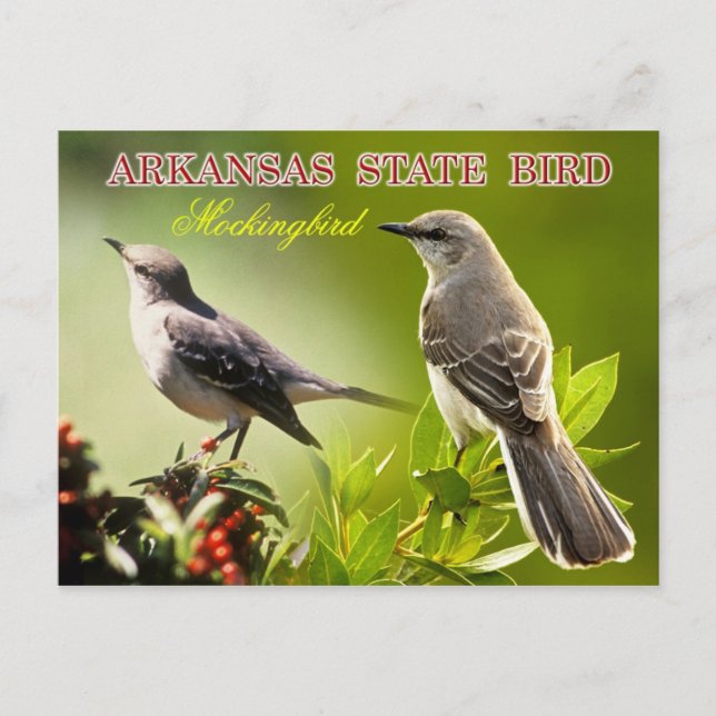 Arkansas State Bird - Mockingbird Postcard (Front)