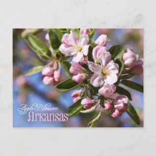 Arkansas State Flower: Apple Blossom Postcard