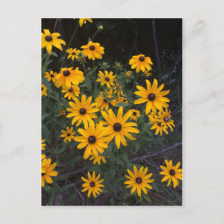 Arkansas Wildflower Black-Eyed Susans Postcard