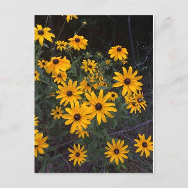 Arkansas Wildflower Black-Eyed Susans Postcard (Front)