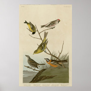 Arkansaw Siskin, Mealy Red-poll, Louisiana Tanager Poster