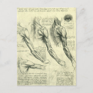 Arm and Shoulder Anatomy by Leonardo da Vinci Postcard