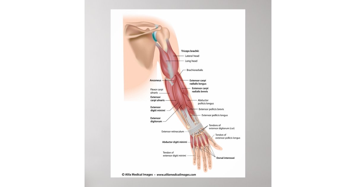Arm muscles posterior view, labelled drawing. poster ...