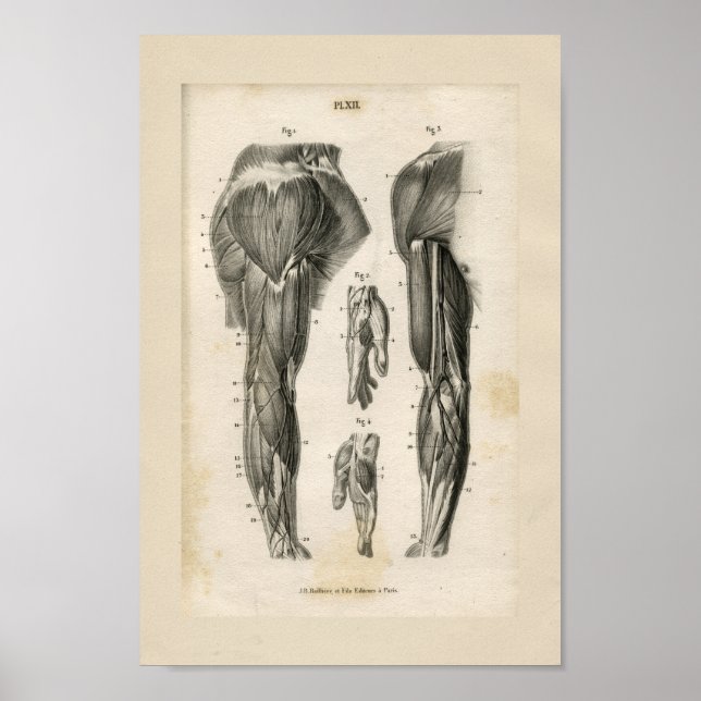 Arm Muscles Vintage Anatomy Print (Front)