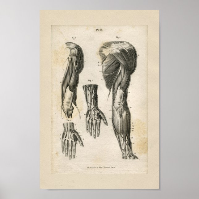 Arm Muscles Vintage Anatomy Print (Front)