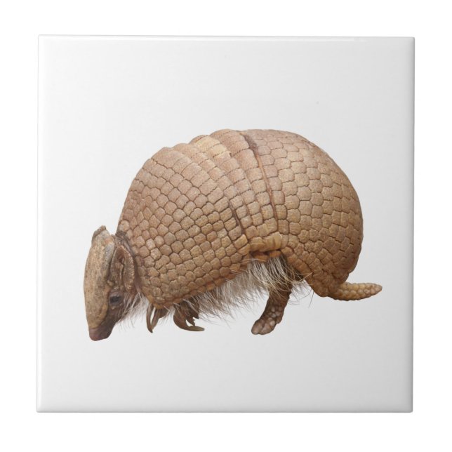 Armadillo Ceramic Tile (Front)
