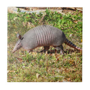 Armadillo Ceramic Tile