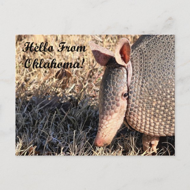 Armadillo Hello From Oklahoma Post Card (Front)
