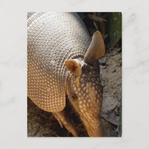 Armadillo Postcard