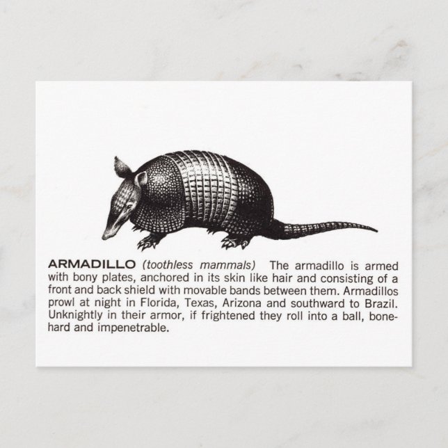 armadillo postcard (Front)