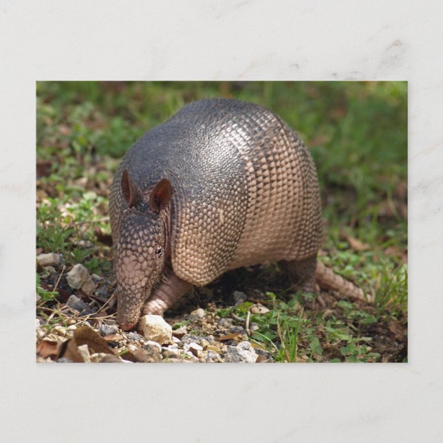Armadillo  postcard (Front)