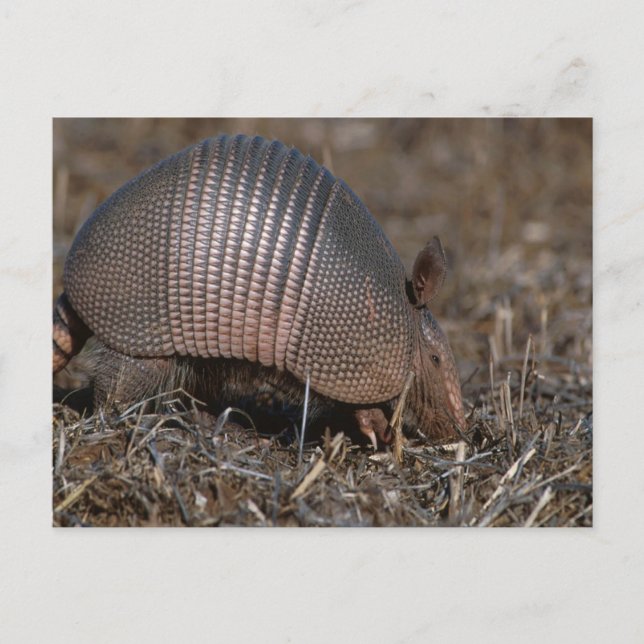 Armadillo Postcard (Front)