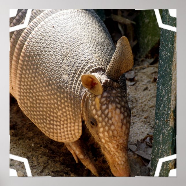 Armadillo Poster Print (Front)