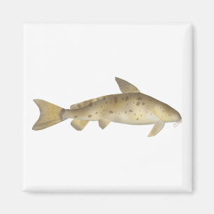 Armado Magnet