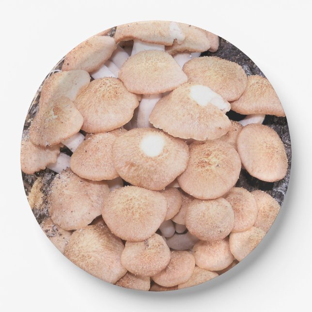 Armillaria tabescens or ringless honey mushrooms paper plate (Front)