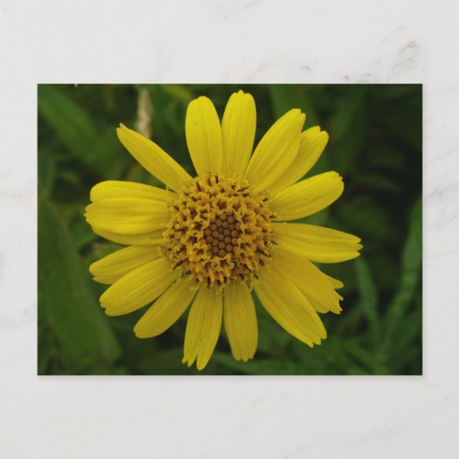 Arnica Blossom, Unalaska Island Postcard (Front)