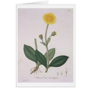 Arnica Montana from 'Phytographie Medicale' by Jos