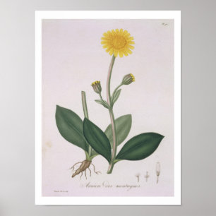 Arnica Montana from 'Phytographie Medicale' by Jos Poster
