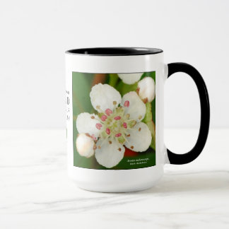 Aronia melanocarpa, black chokeberry mug
