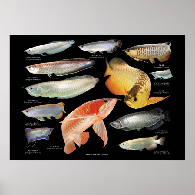 Arowanaたちのポスター Poster (Front)