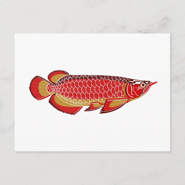 arowana postcard (Front)