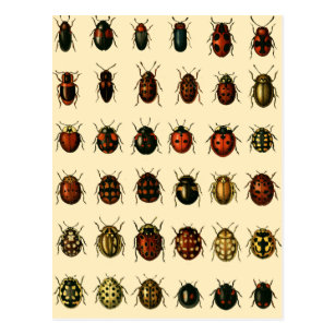 Array of Ladybirds Postcard
