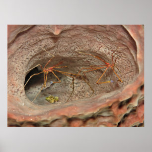 Arrow Crabs in a Barrel Sponge Poster