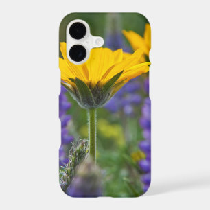 Arrowleaf Balsam Root and Lupine in Spring Bloom