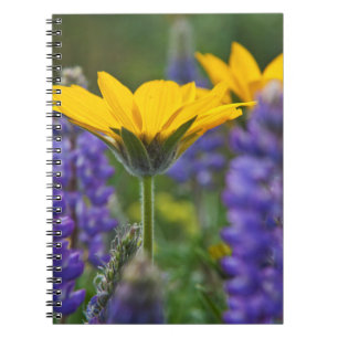 Arrowleaf Balsam Root and Lupine in Spring Bloom Notebook