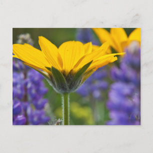 Arrowleaf Balsam Root and Lupine in Spring Bloom Postcard