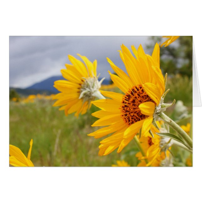 Arrowleaf Balsamroot (Front Horizontal)