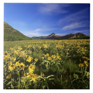 Arrowleaf balsomroot covers the praire with tile