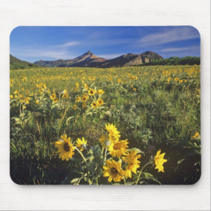 Arrowleaf balsomroot wildflowers in Waterton 2 Mouse Pad