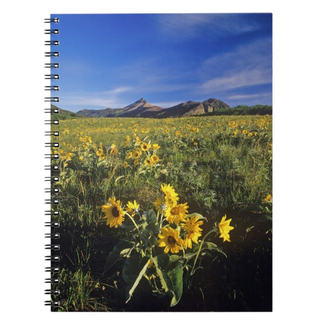 Arrowleaf balsomroot wildflowers in Waterton 2 Notebook (Front)