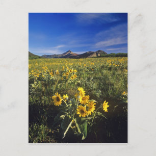 Arrowleaf balsomroot wildflowers in Waterton 2 Postcard