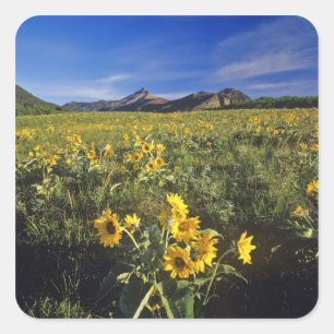 Arrowleaf balsomroot wildflowers in Waterton 2 Square Sticker