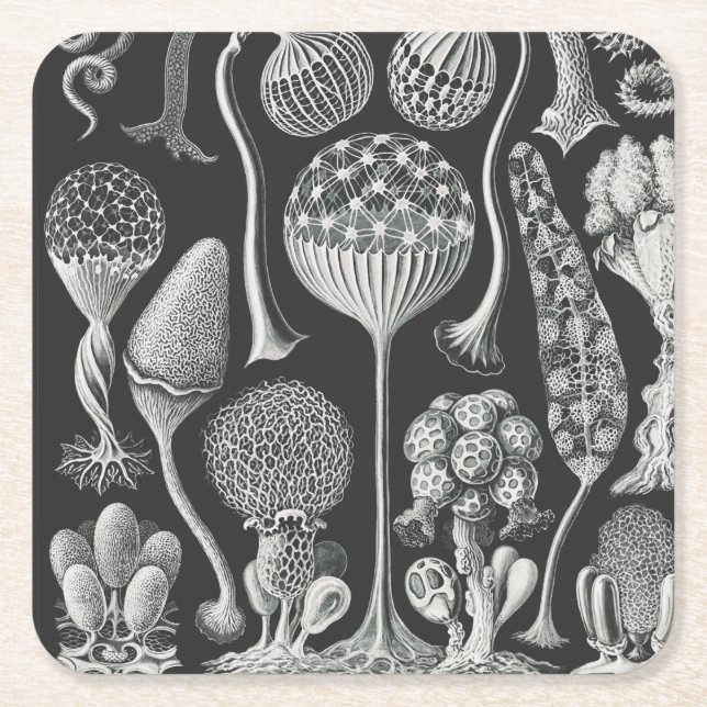  Art forms of nature   Square Paper Coaster (Front)