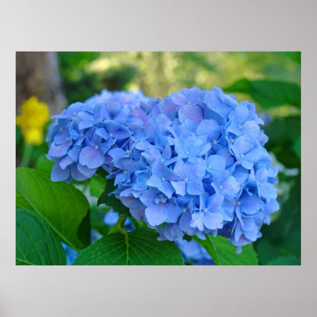 Art Print Gifts Blue Hydrangea Floral Garden (Front)
