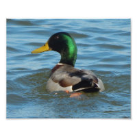 Art Print: Mallard Duck