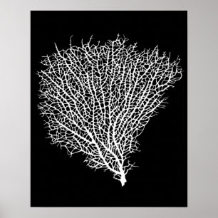 art print of white coral fan