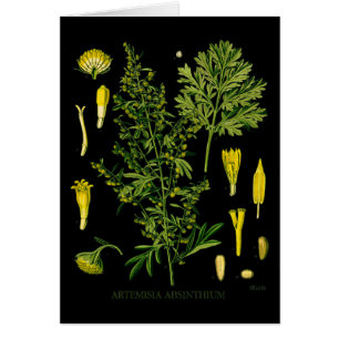 Artemesia Absinthium