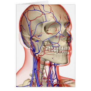 Arteries and veins in the head and neck