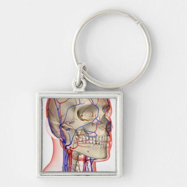 Arteries and veins in the head and neck key ring (Front)