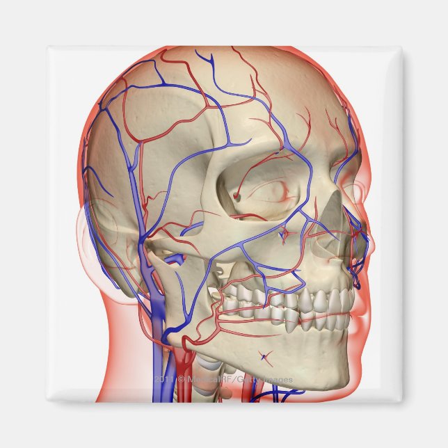 Arteries and veins in the head and neck magnet (Front)