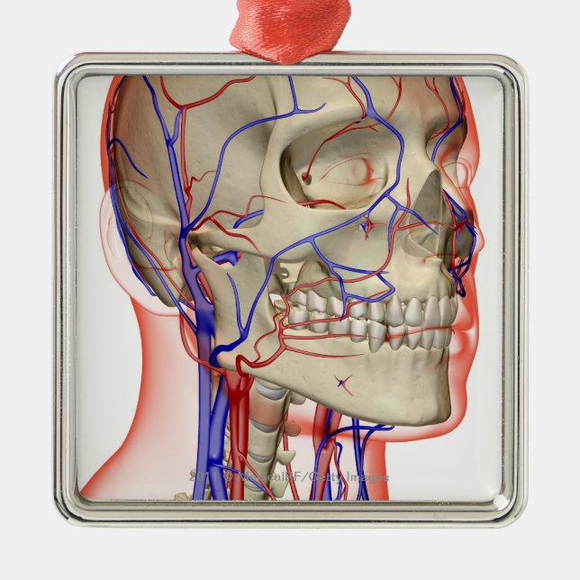 Arteries and veins in the head and neck metal ornament (Front)