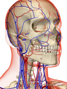 Arteries And Veins In The Head Neck Gifts On Zazzle Au