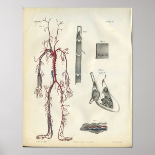 Arteries Heart Vintage Anatomy Print
