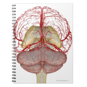 Arteries of the Brain 2 Notebook