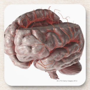 Arteries of the Brain 3 Coaster
