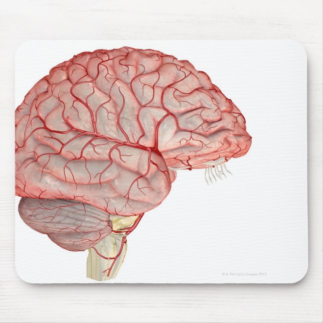 Arteries of the Brain Mouse Pad (Front)